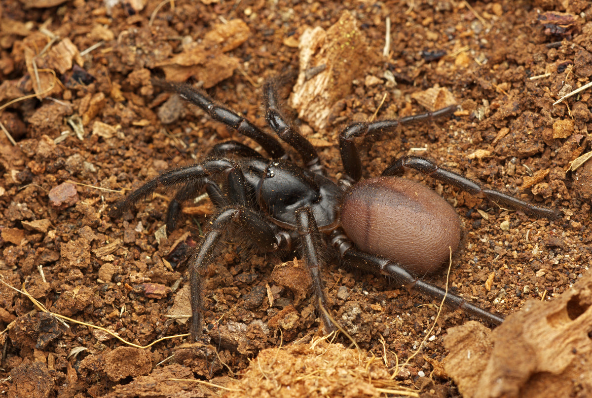 Hadronyche cerberea (Southern Tree Funnelweb)
