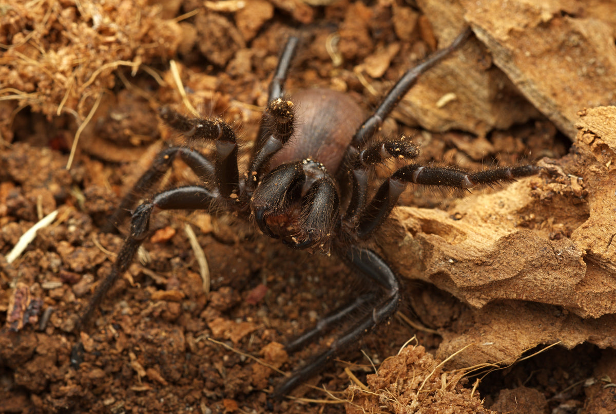 Hadronyche cerberea (Southern Tree Funnelweb)