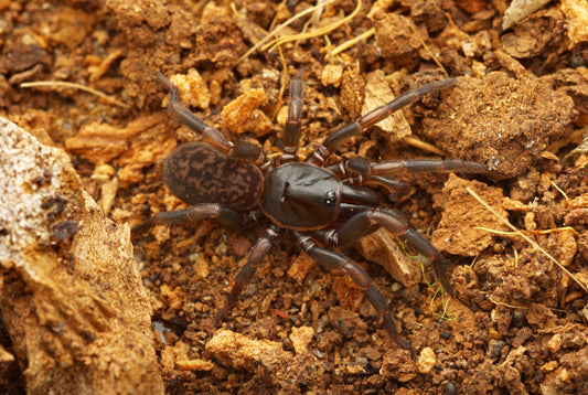 Chenistonia caeruleomontana