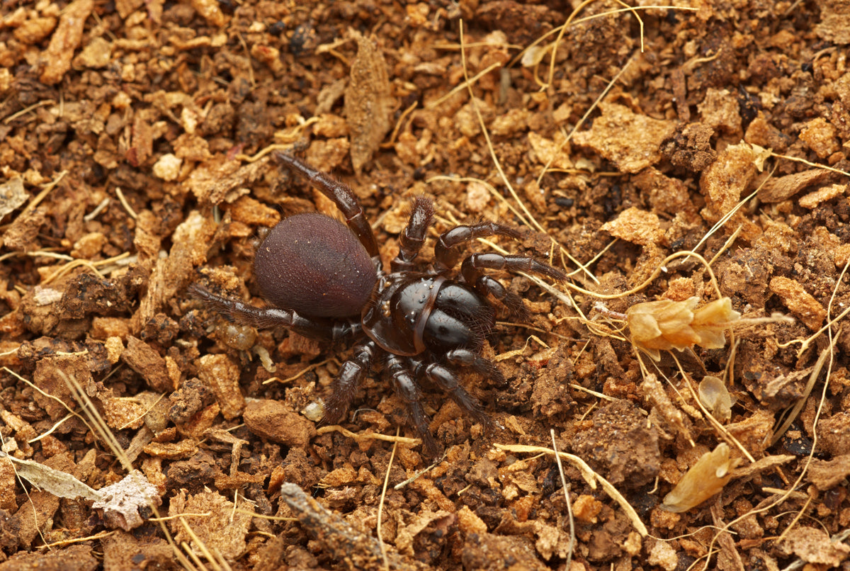 Missulena bradleyi (Eastern Mouse Spider)