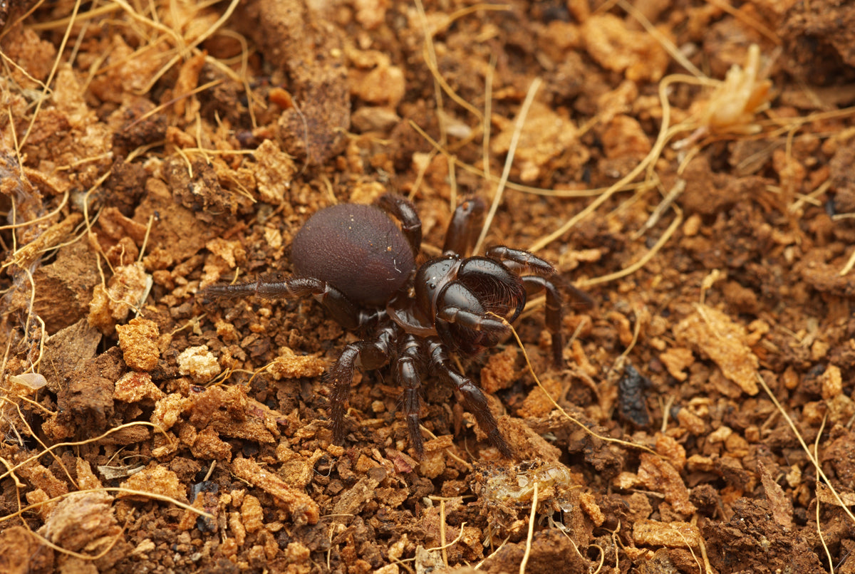 Missulena bradleyi (Eastern Mouse Spider)