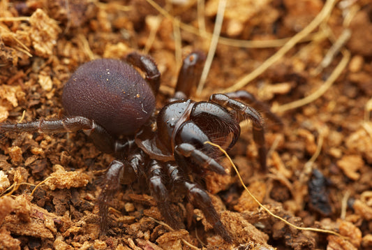 Missulena bradleyi (Eastern Mouse Spider)