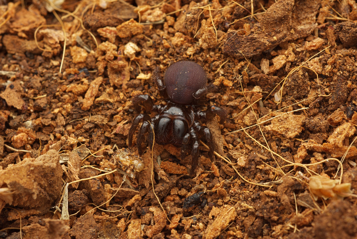 Missulena bradleyi (Eastern Mouse Spider)
