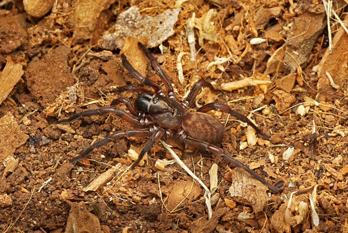 Stanwellia sp. Wood Specialist