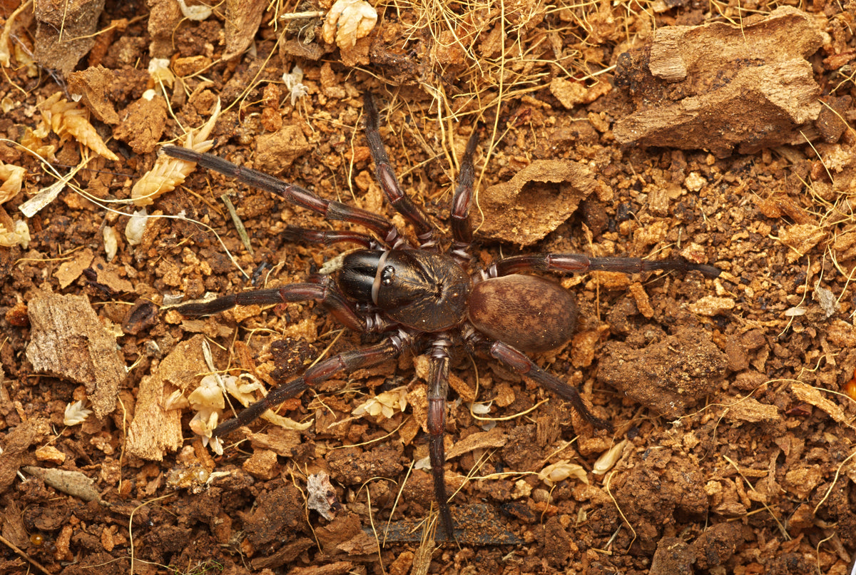Stanwellia sp. Wood Specialist