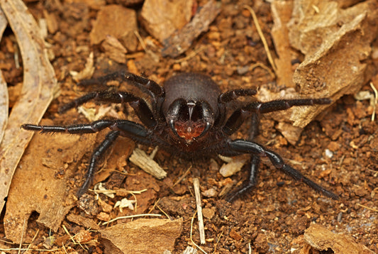 Atrax robustus (Sydney Funnelweb)