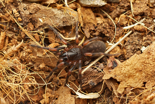 Stanwellia sp. Rainforest