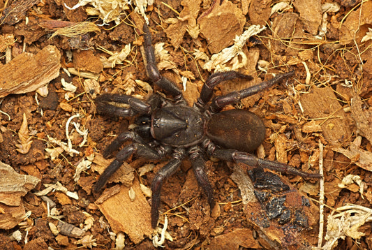 Arbanitis gracilis (Gunmetal Trapdoor Spider)