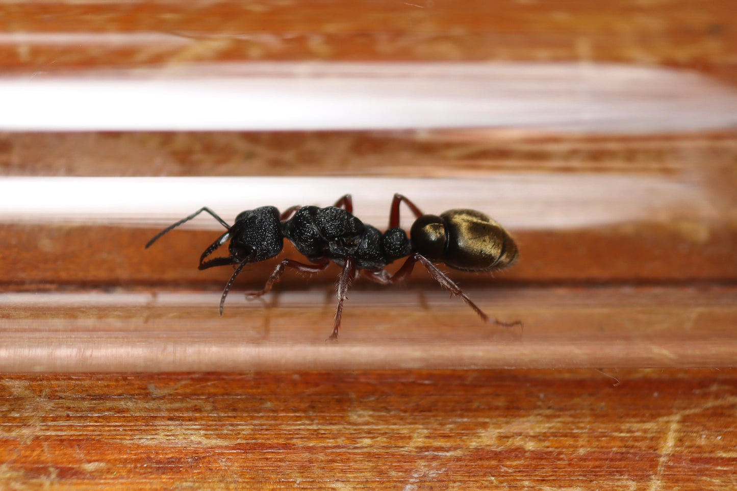 Myrmecia fulvipes