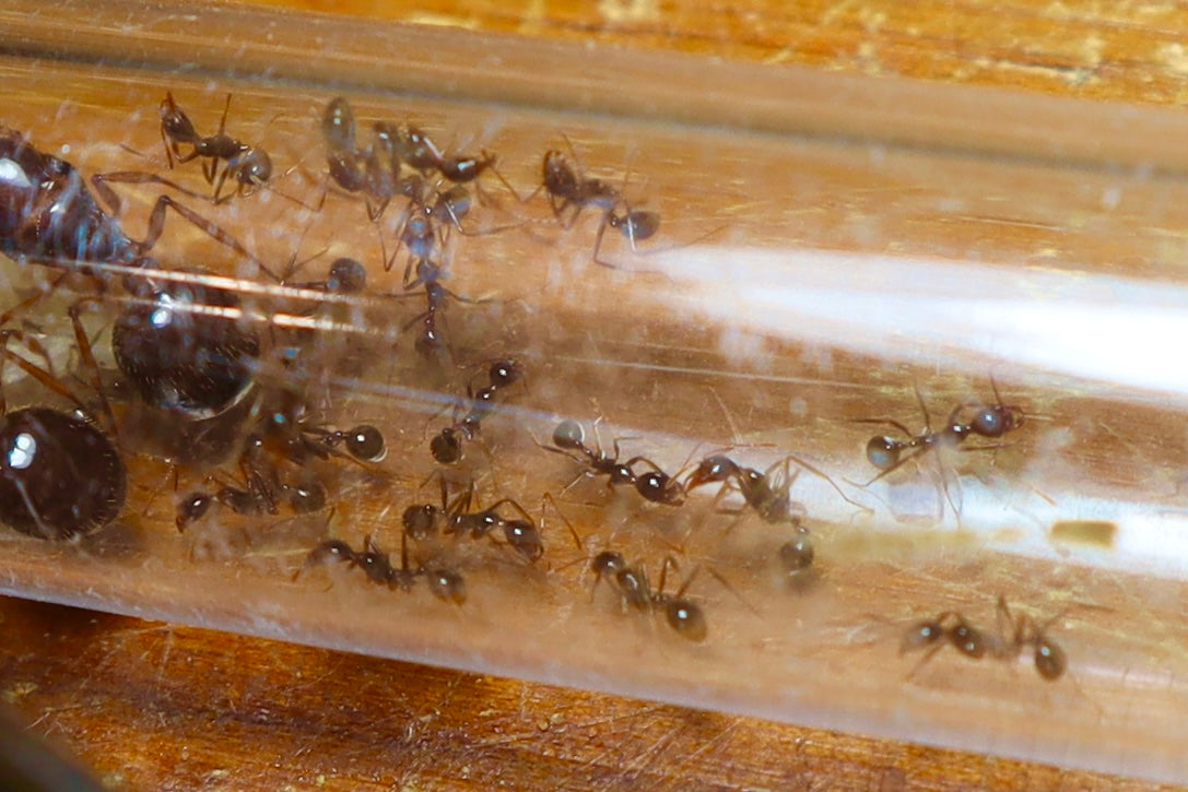 Aphenogaster longiceps