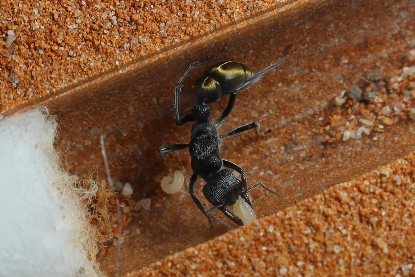Myrmecia piliventris