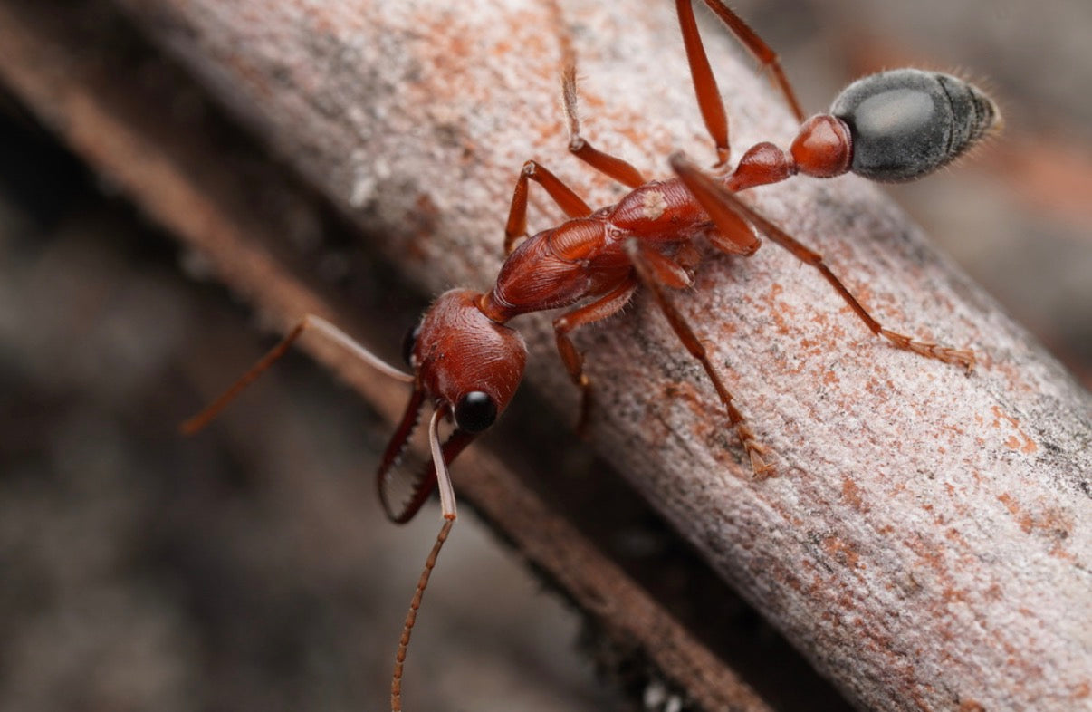 Myrmecia brevinoda