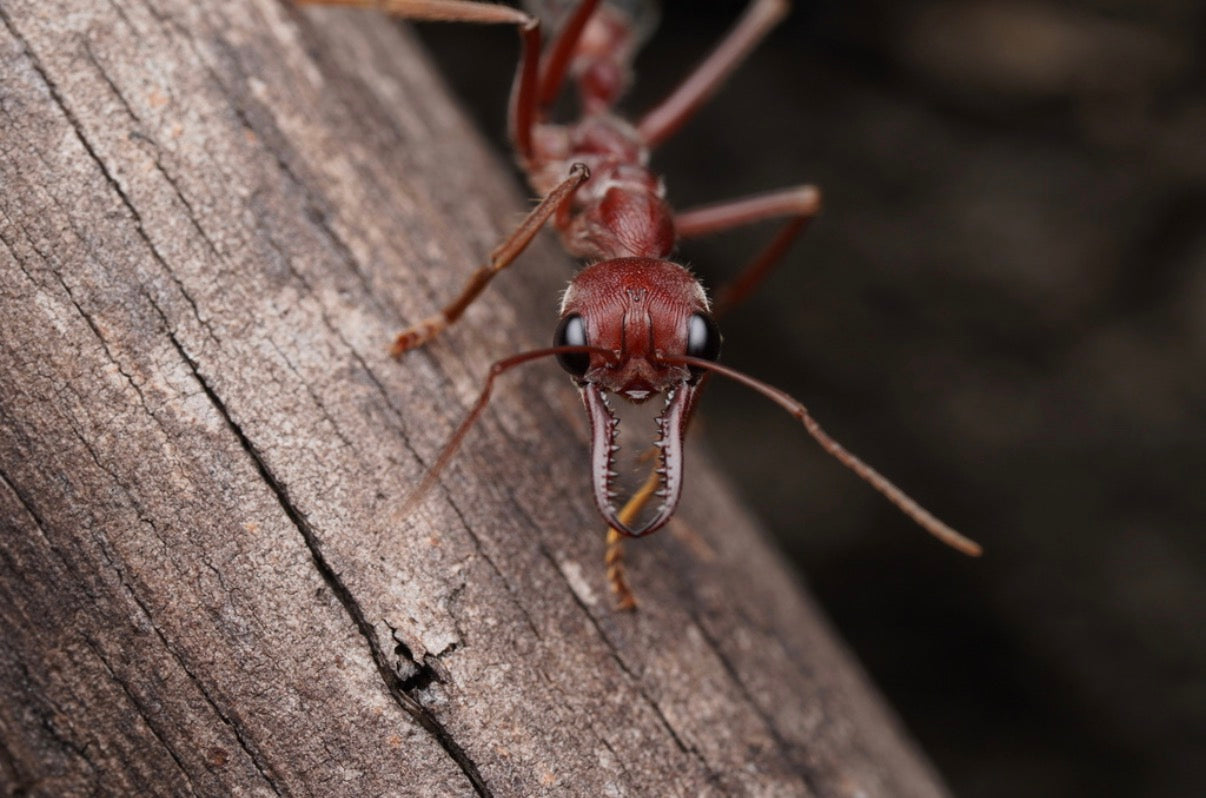 Myrmecia brevinoda