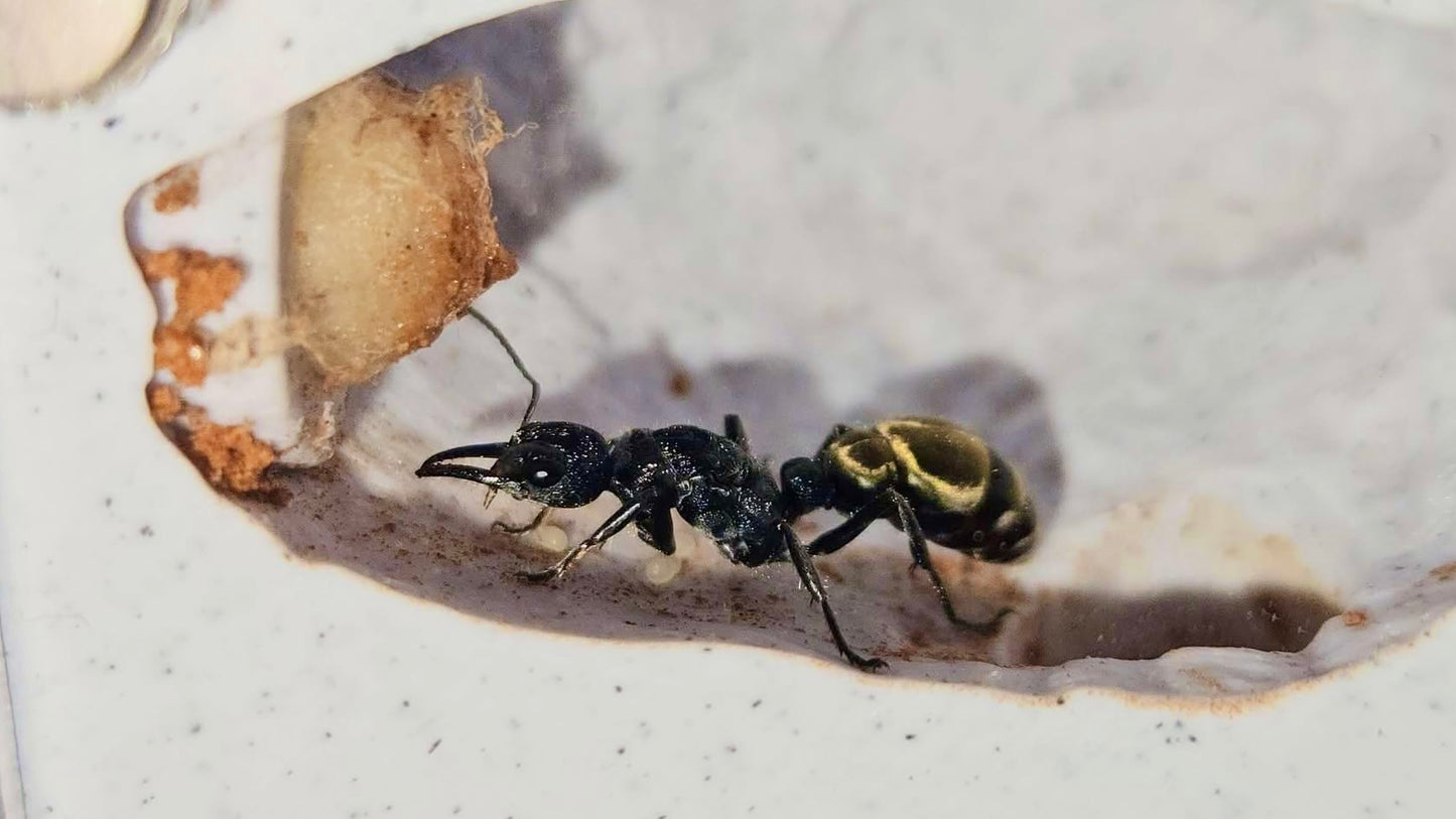 Expandable Medium Vertical Nests