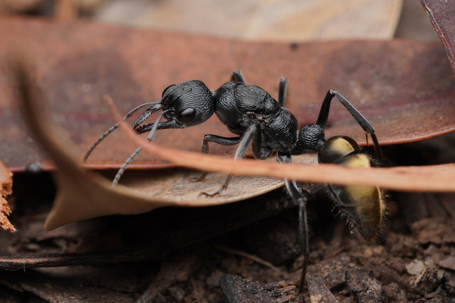 Myrmecia piliventris