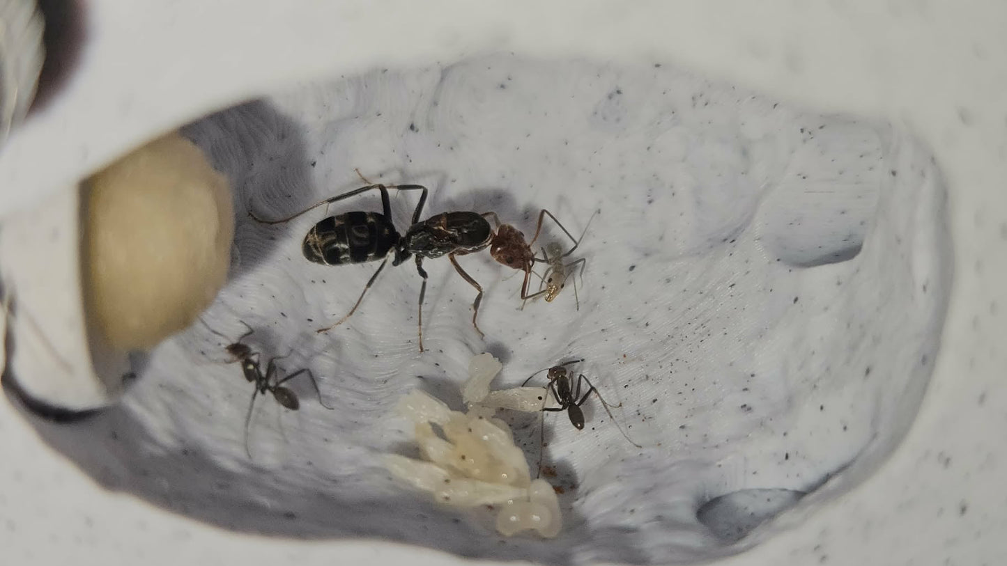 Expandable Medium Vertical Nests