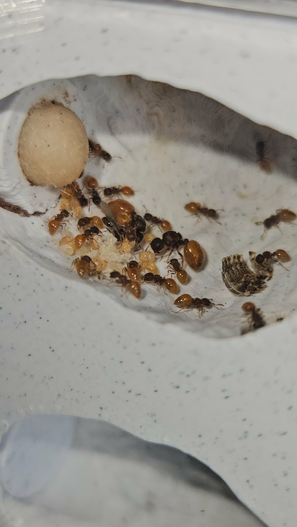 Expandable Medium Vertical Nests