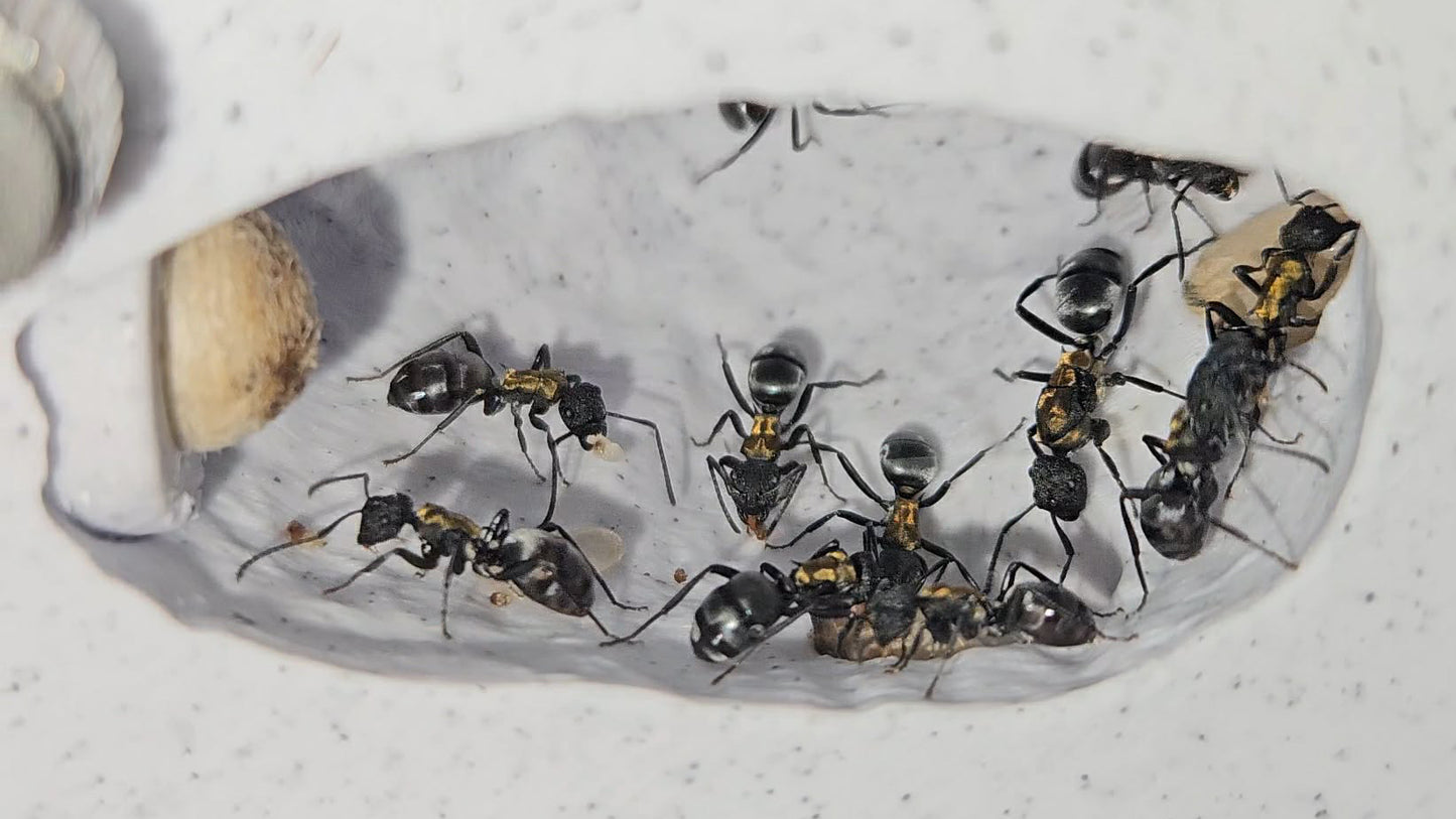 Expandable Medium Vertical Nests