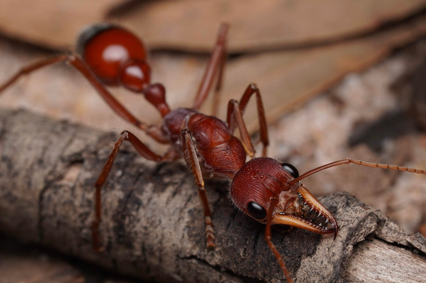 Myrmecia gulosa