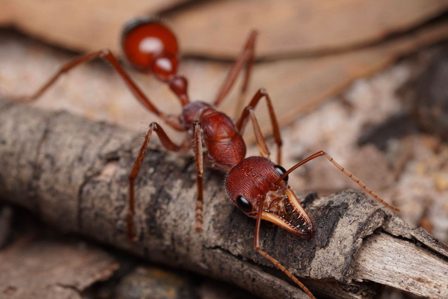 Myrmecia gulosa