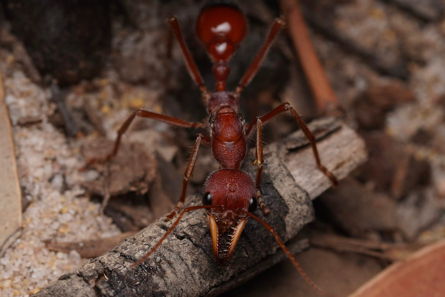 Myrmecia gulosa