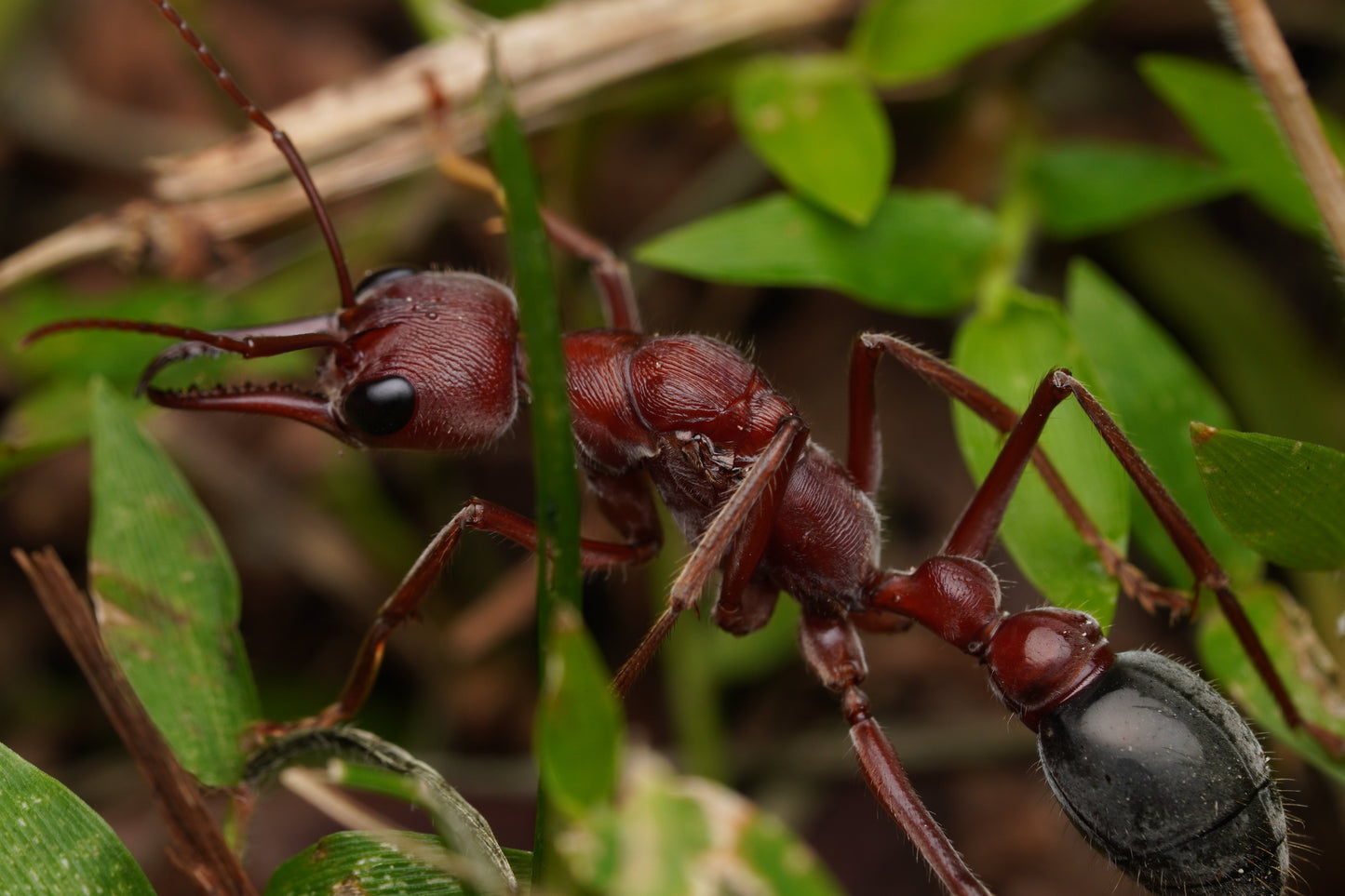 Myrmecia brevinoda