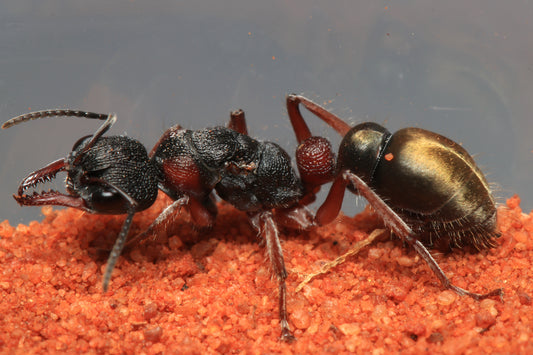 Myrmecia chrysogaster