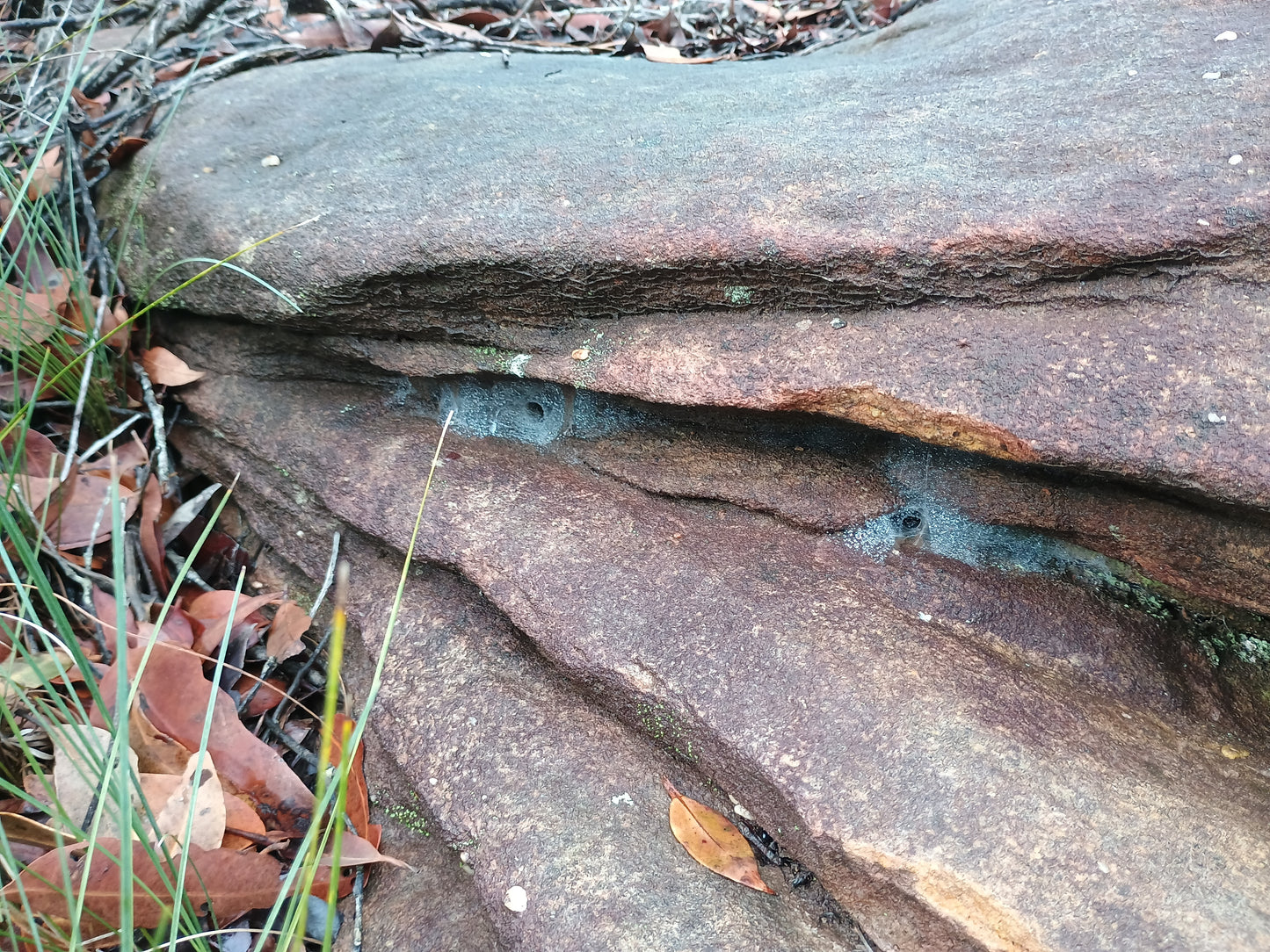 Paraembolides Cf. Grayi (Hawkesbury Locale)