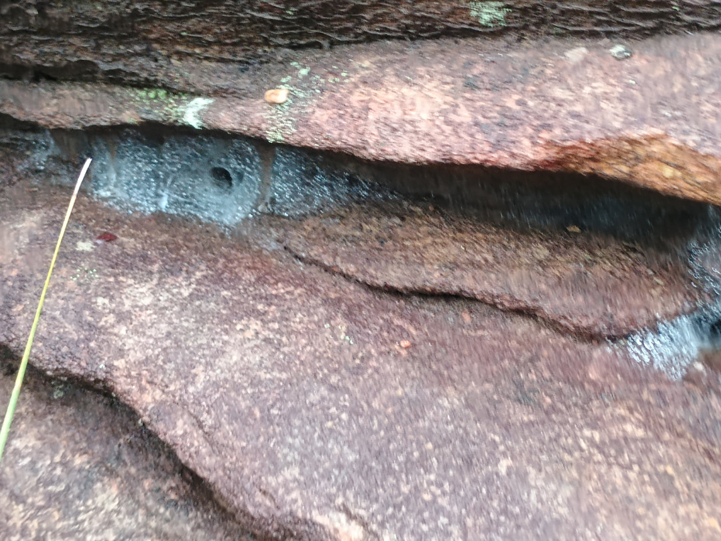 Paraembolides Cf. Grayi (Hawkesbury Locale)