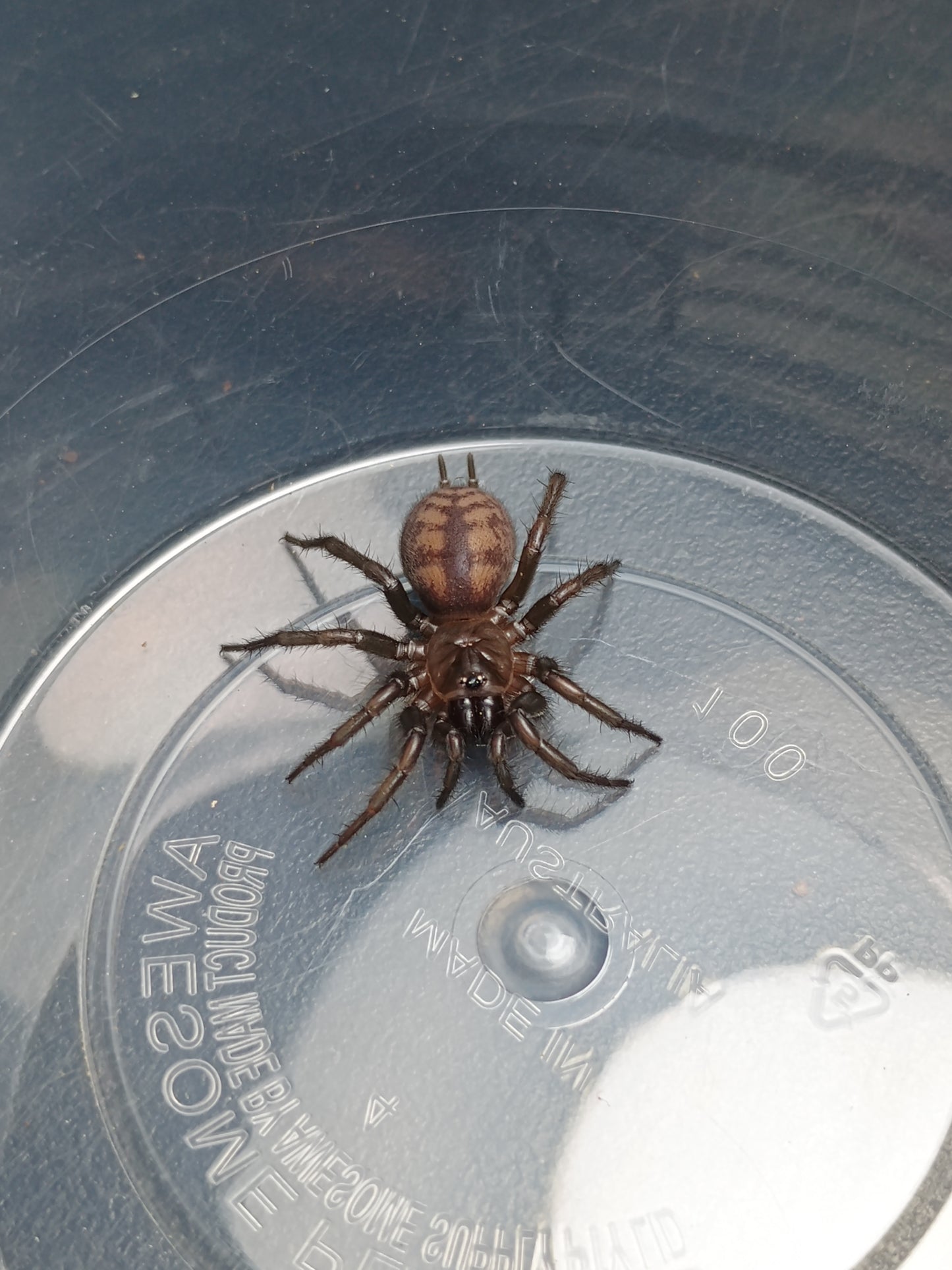 Paraembolides Cf. Grayi (Hawkesbury Locale)