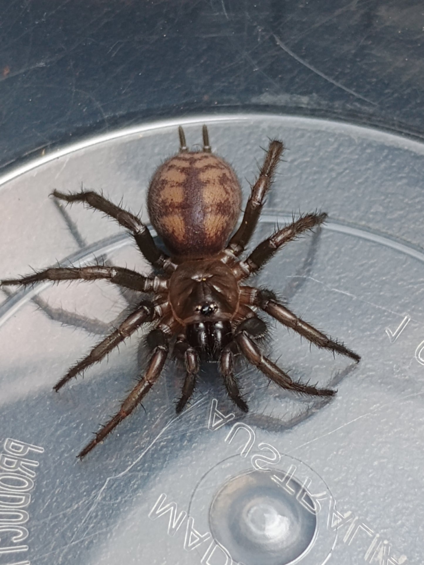 Paraembolides Cf. Grayi (Hawkesbury Locale)