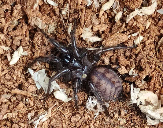 Paraembolides Cf. Grayi (Hawkesbury Locale)