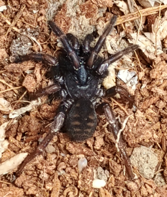 Lid Constructing Arbanitis sp.