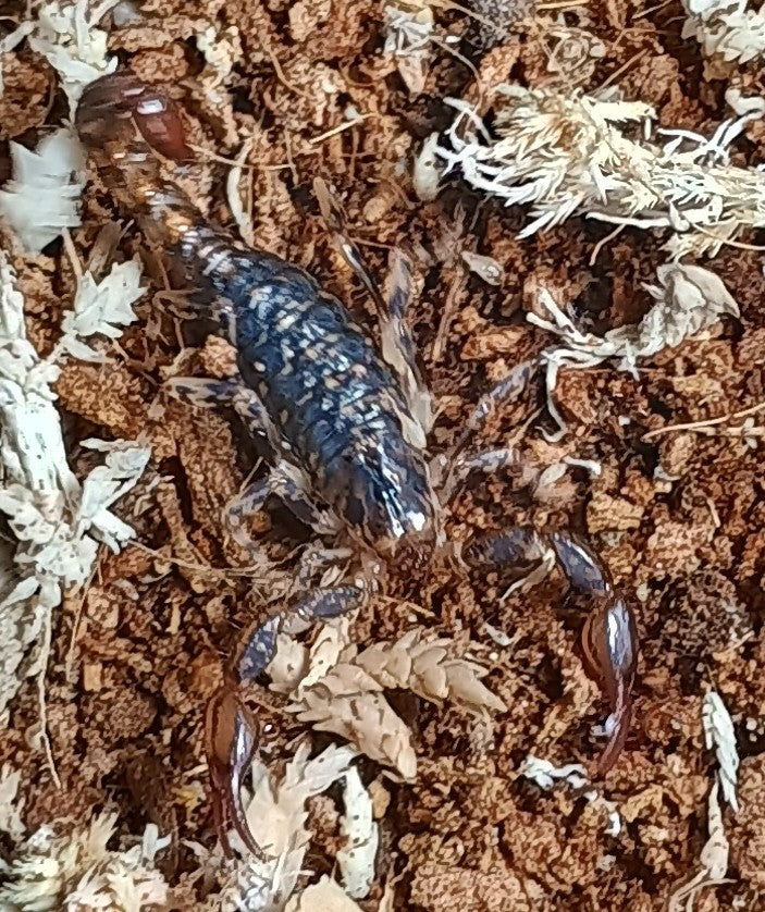 Cercophonius squama (Forest Scorpion)