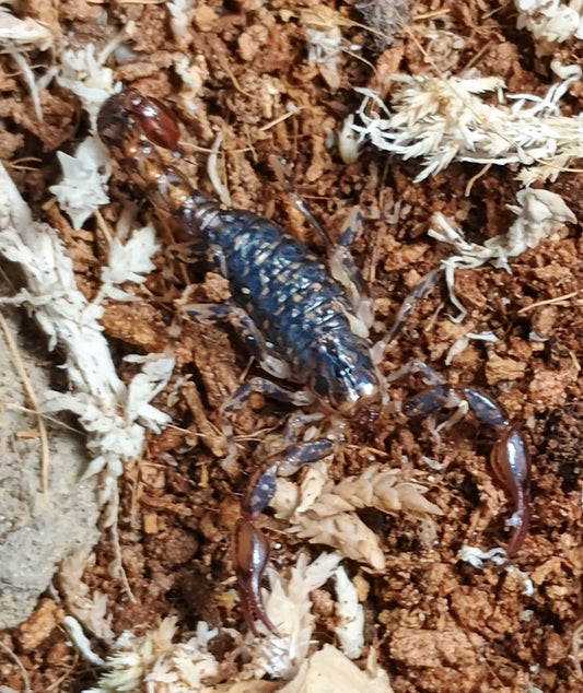 Cercophonius squama (Forest Scorpion)