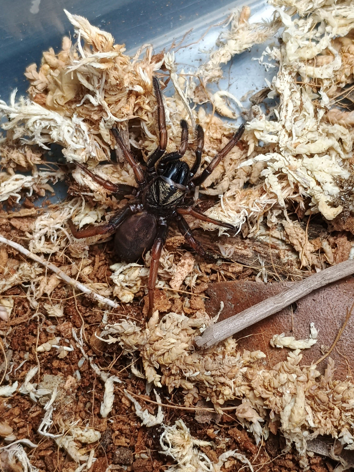 Arbanitis sp. Erina Heights