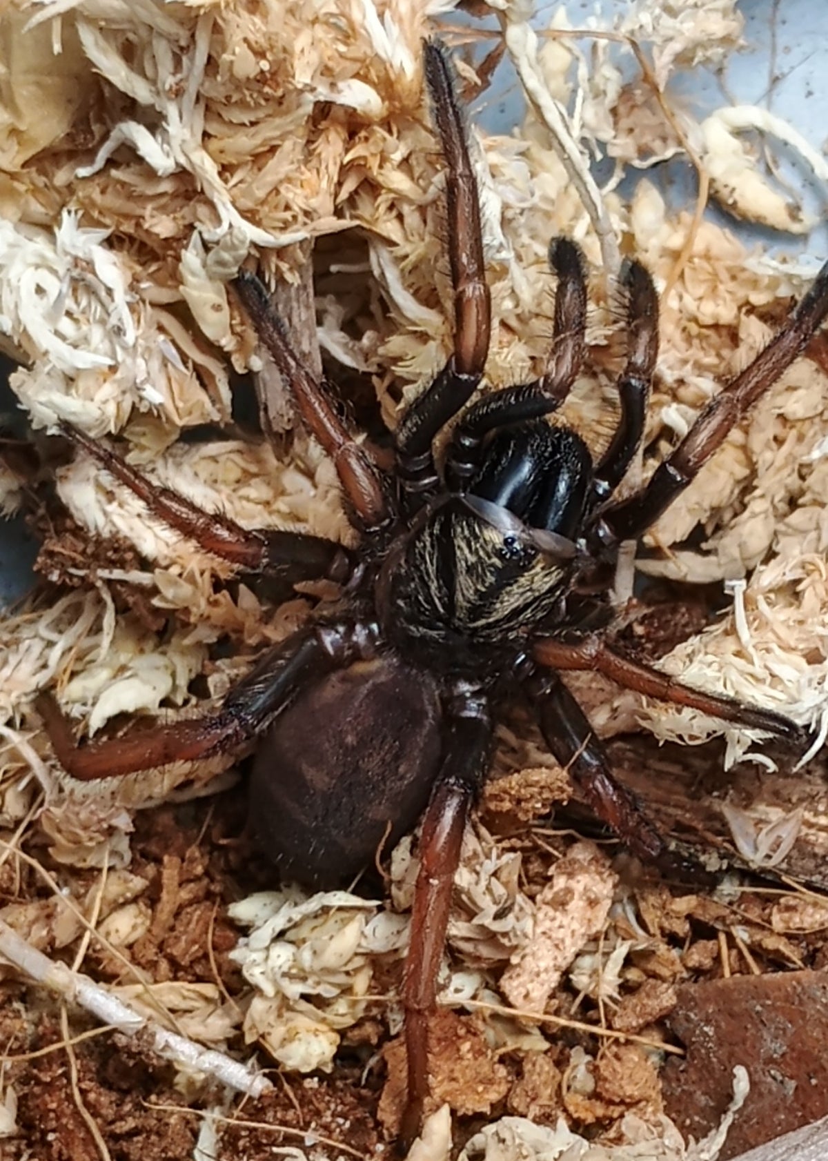 Arbanitis sp. Erina Heights