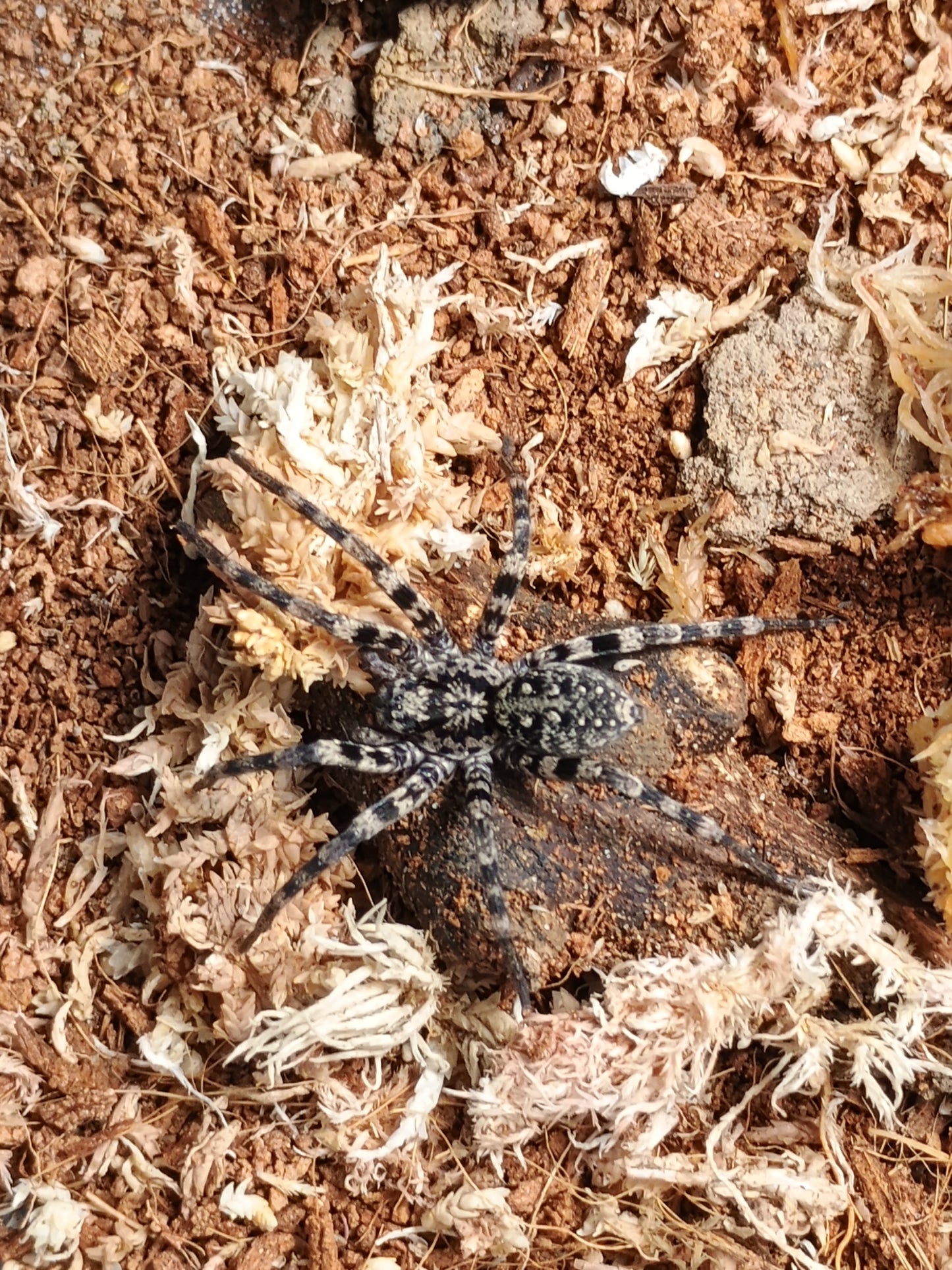 Prowling Spider (Miturgidae Species)