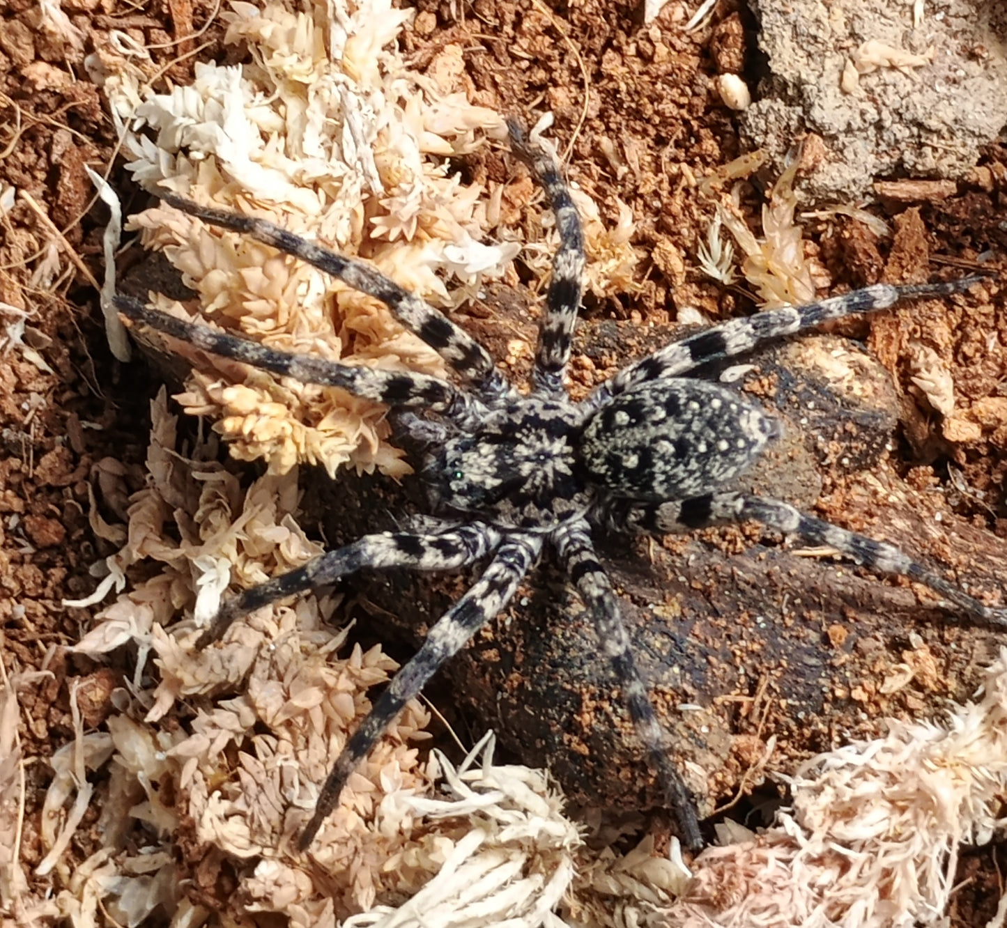 Prowling Spider (Miturgidae Species)