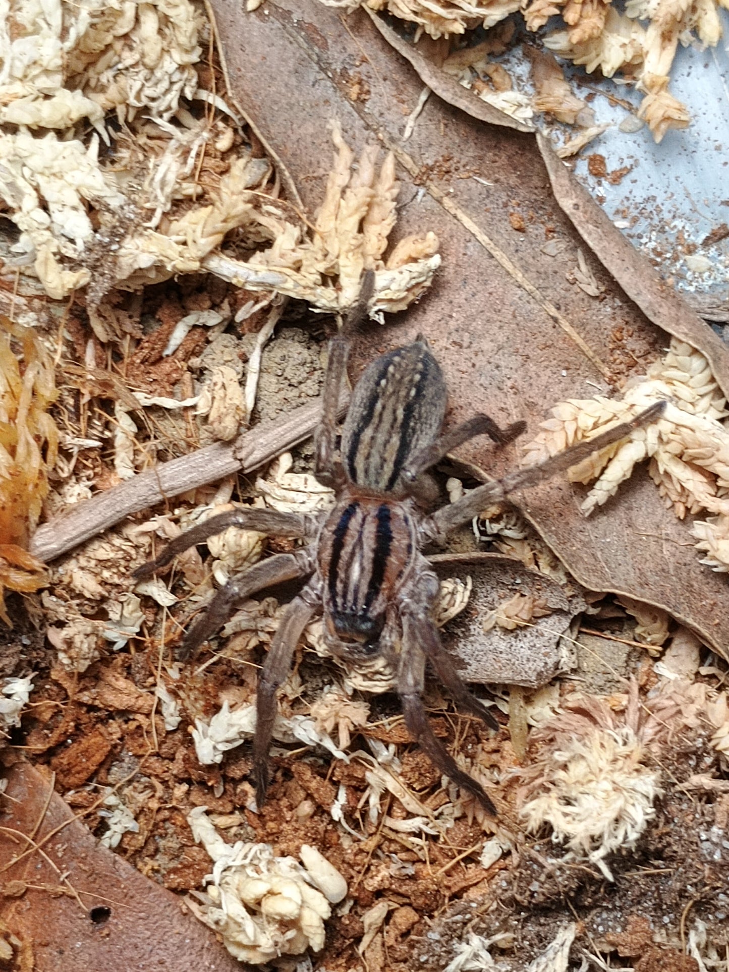 Miturga sp. (Striped Prowling Spider)