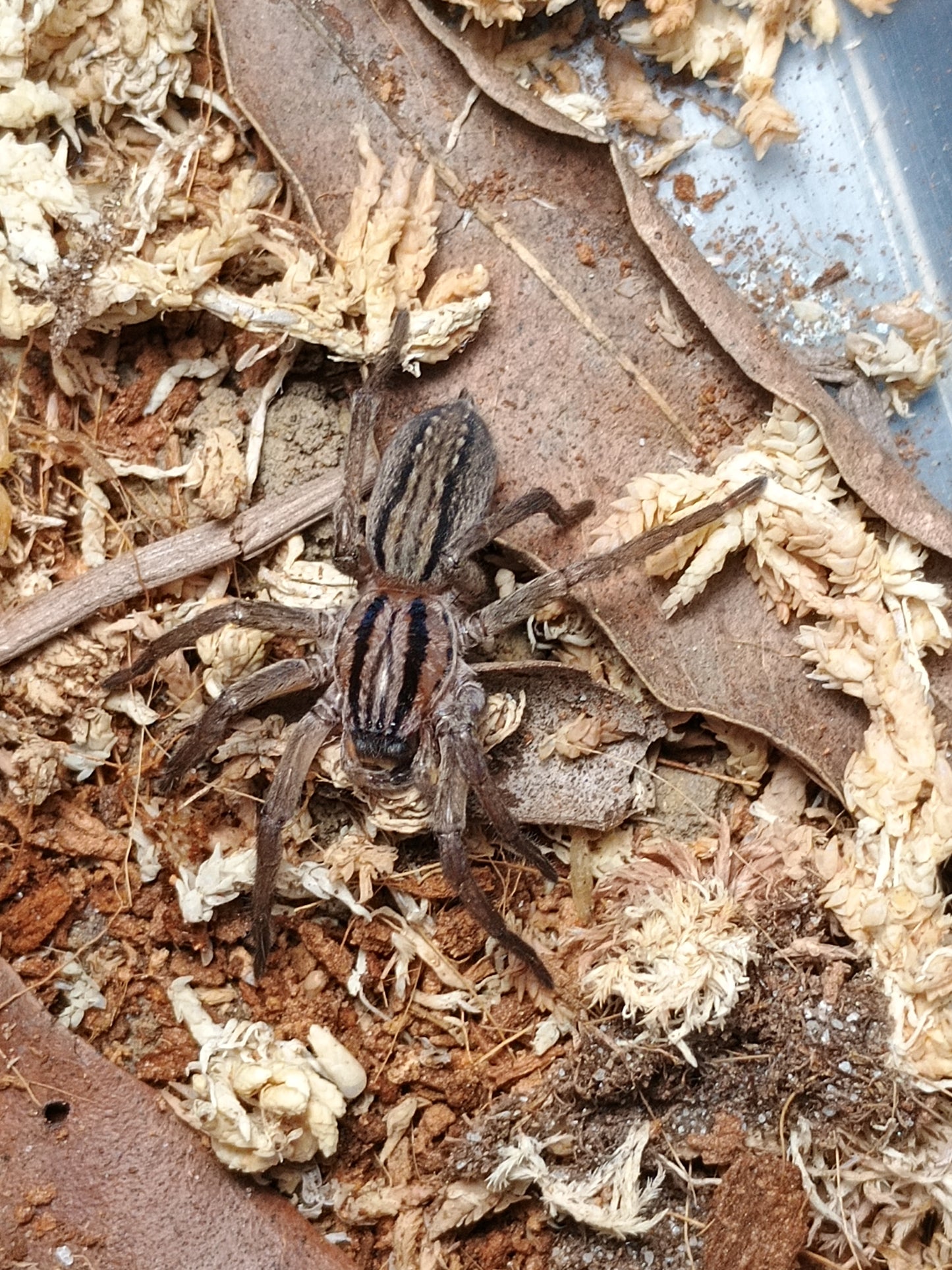 Miturga sp. (Striped Prowling Spider)