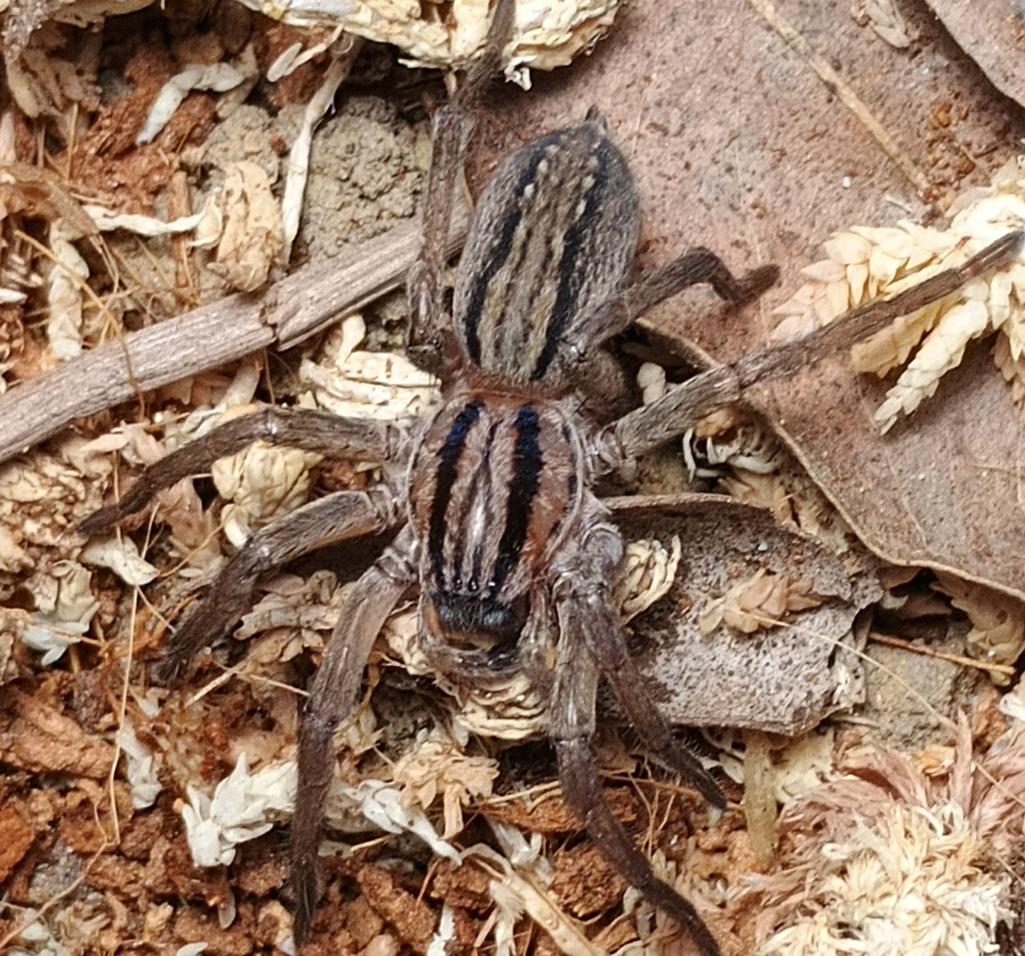 Miturga sp. (Striped Prowling Spider)