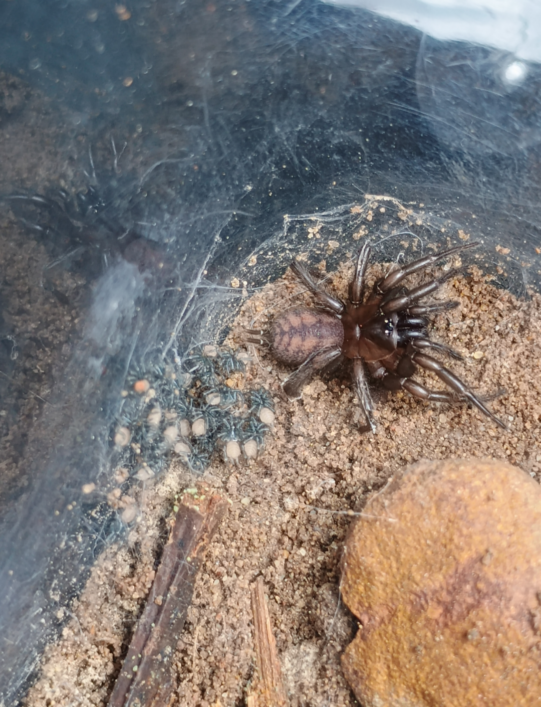 Paraembolides Cf. Grayi (Hawkesbury Locale)