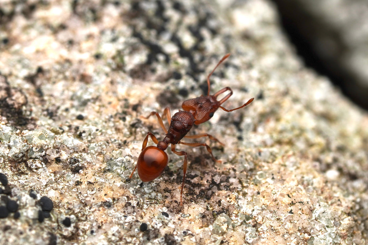Other Ants (Formicidae) – Bizarre Invertebrates