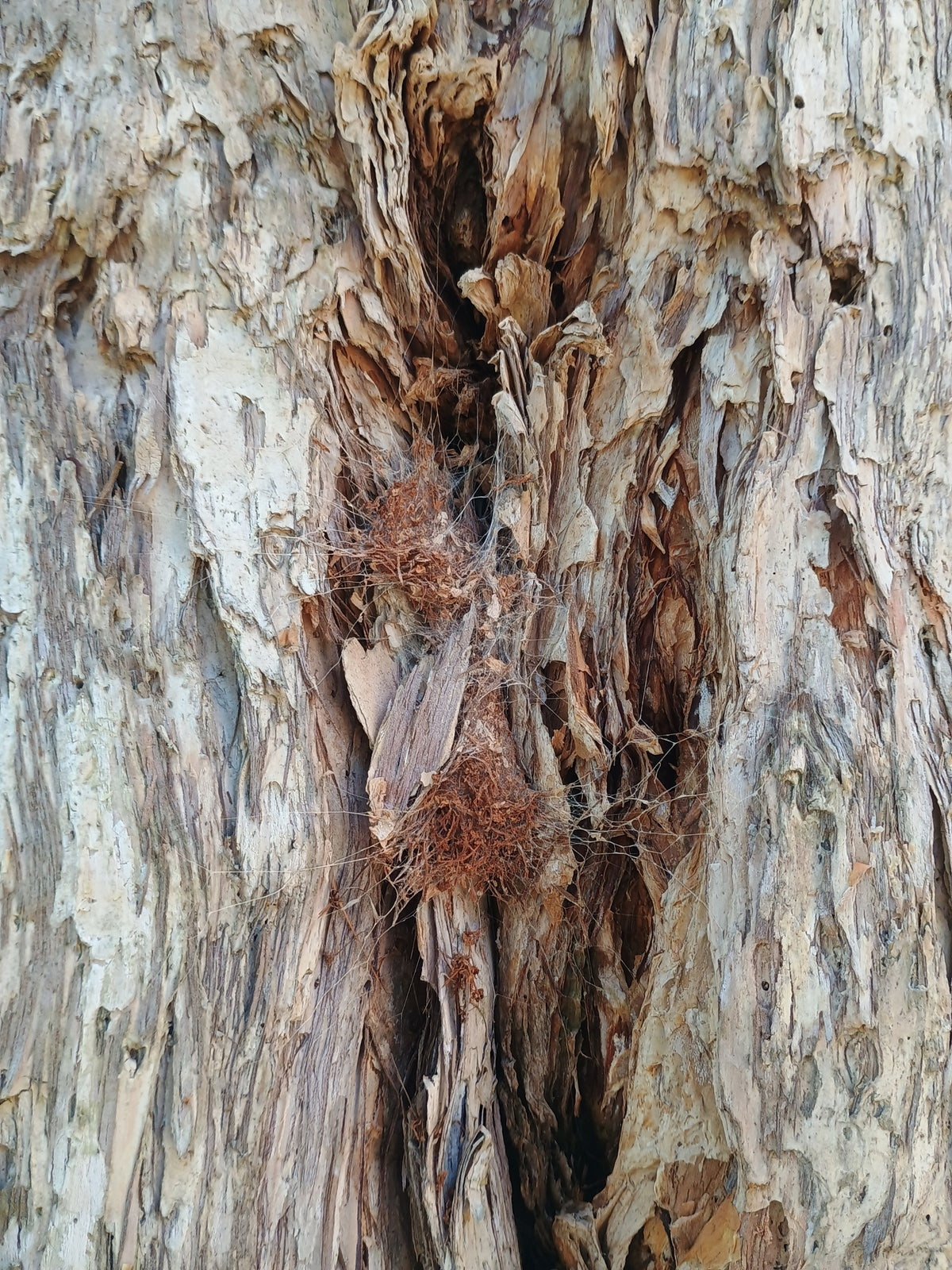 Hadronyche cerberea (Southern Tree Funnelweb)